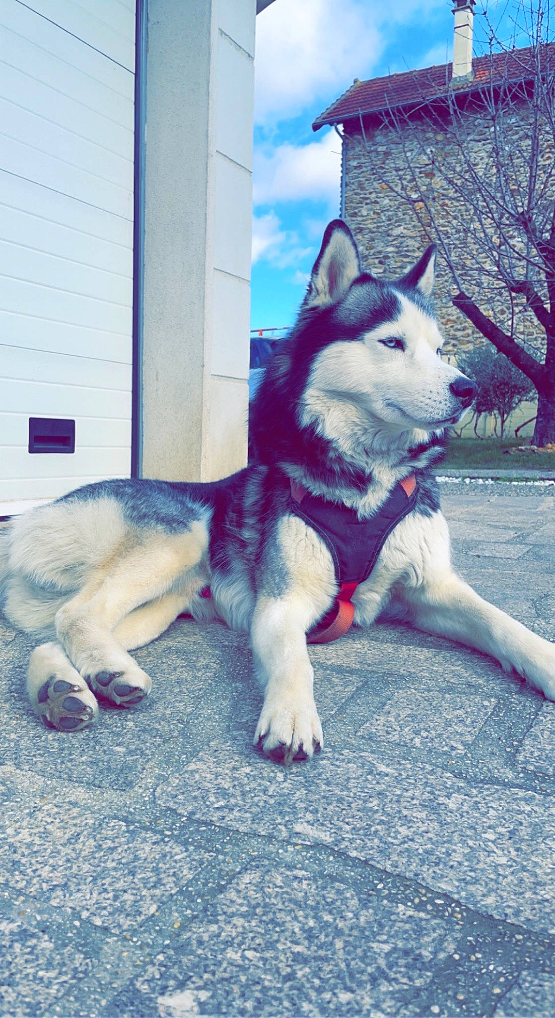 Lecko participe au concours pour gagner de l'argent avec cette photo : art, canidae, canis, carnivore, cloud, companion_dog, dog, dog_breed, electric_blue, foot, fur, grass, siberian_husky, sky, sled_dog, snout, tail, tower, tree, working_dog
