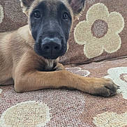 Vanille a rejoint le concours — aidez-le/la à gagner de superbes lots ! dog, puppy, portrait, lying_down, couch, sofa, floral_pattern, indoor, home, pet, animal, brown_coat, black_muzzle, upright_ears, front_paws, relaxed, curious, camera, phone_screenshot, furniture