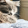 Bear joined the competition — help win amazing prizes! cat, sleeping, fluffy, grey_cat, whiskers, close_up, pet, feline, relaxed, cozy, blanket, indoor, soft_light, texture, fur, resting, cute, animal, peaceful, nap