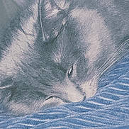 Bear is registered to the contest to win money with this photo: cat, sleeping, resting, fur, whiskers, animal, pet, blue_blanket, closeup, cozy, cute, feline, soft_light, texture, indoor, peaceful, relaxed, mammal, snug, portrait