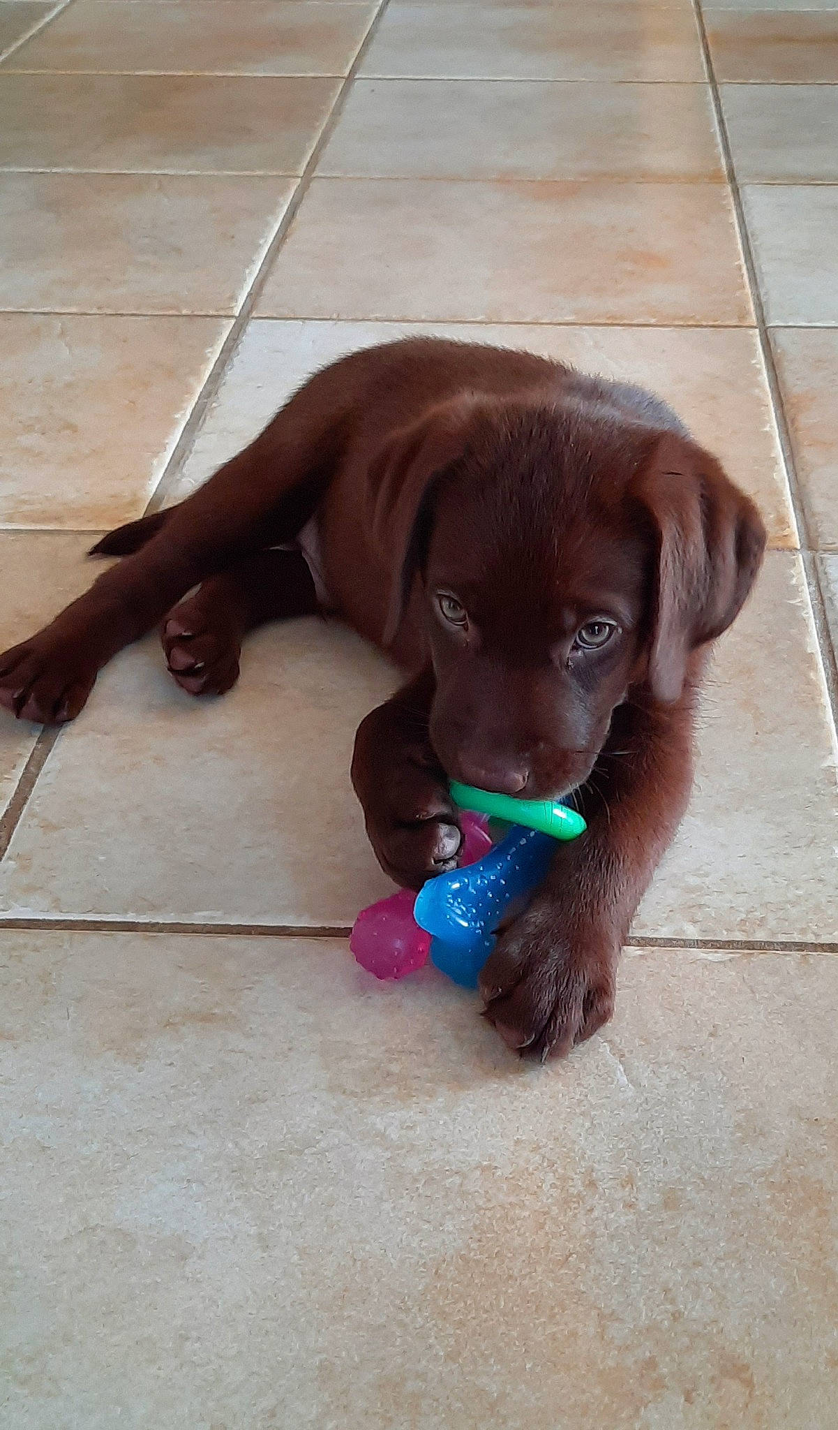 Ulko participe au concours pour gagner de l'argent avec cette photo : brown, canidae, carnivore, collar, companion_dog, dog, dog_breed, dog_collar, dog_supply, fawn, flooring, gun_dog, hardwood, liver, paw, snout, sporting_group, tail, wood, working_animal