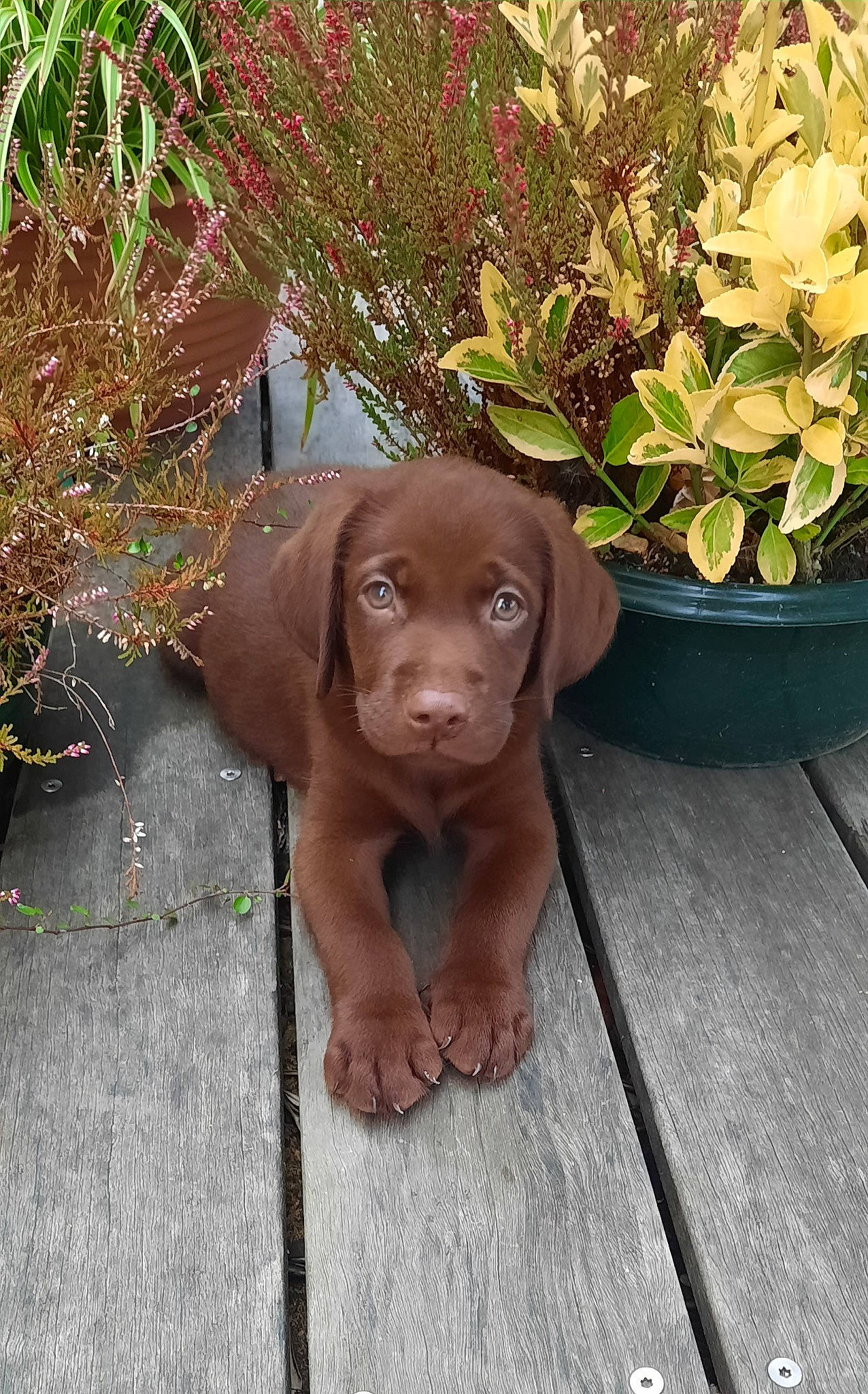 Ulko participe au concours pour gagner de l'argent avec cette photo : art, canidae, carnivore, companion_dog, dog, dog_breed, fawn, flower, flowerpot, grass, gun_dog, herb, houseplant, liver, plant, snout, sporting_group, tints_and_shades, wood, working_animal