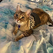 Bella joined the competition — help win amazing prizes! cat, tabby, pet, animal, sweater, knitted, cozy, bed, blanket, indoor, cute, fur, whiskers, relaxed, lying_down, domestic_animal, soft_texture, feline, ears, collar