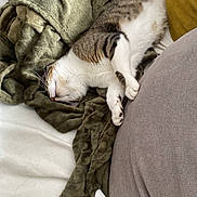 Marie Duhalde participe au concours pour gagner de l'argent avec cette photo : cat, blanket, sleeping, cozy, fur, indoor, relaxing, couch, pillow, white, green, gray, mustard, nap, pet, animal, soft, comfort, domestic, feline