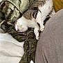 cat, blanket, sleeping, cozy, fur, indoor, relaxing, couch, pillow, white, green, gray, mustard, nap, pet, animal, soft, comfort, domestic, feline