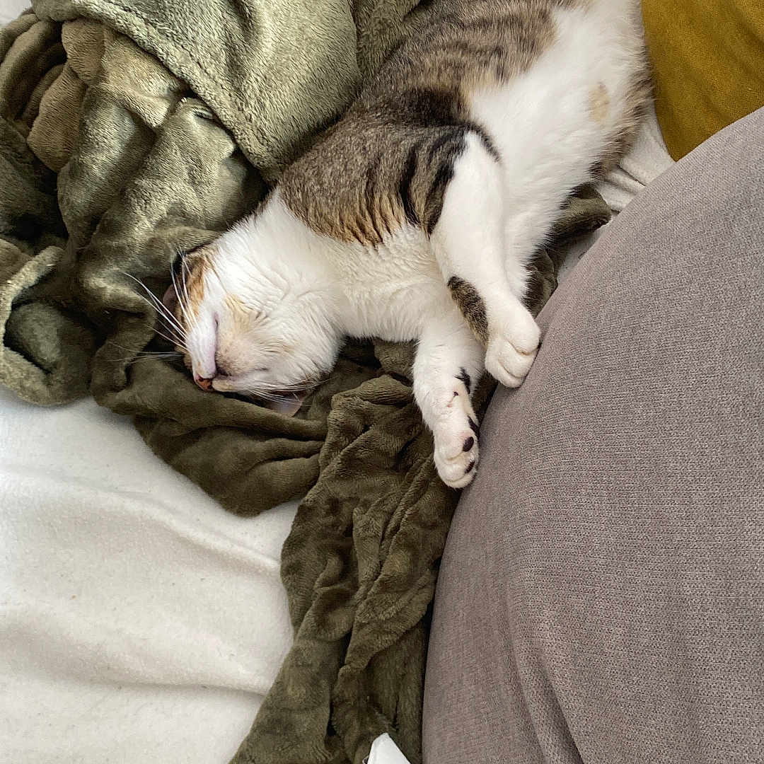 Marie Duhalde participe au concours pour gagner de l'argent avec cette photo : animal, blanket, cat, comfort, couch, cozy, domestic, feline, fur, gray, green, indoor, mustard, nap, pet, pillow, relaxing, sleeping, soft, white