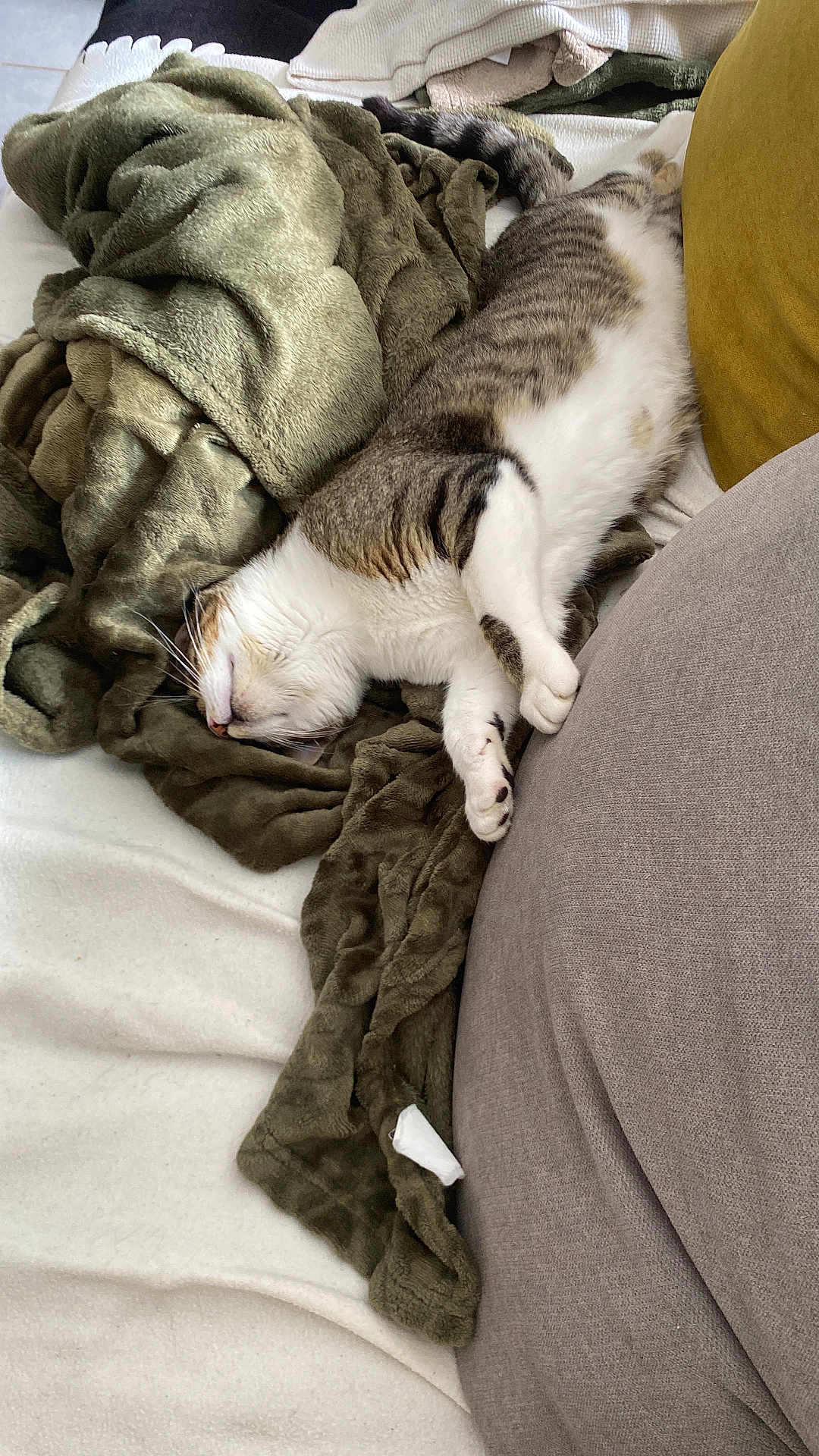 Marie Duhalde participe au concours pour gagner de l'argent avec cette photo : cat, blanket, sleeping, cozy, fur, indoor, relaxing, couch, pillow, white, green, gray, mustard, nap, pet, animal, soft, comfort, domestic, feline