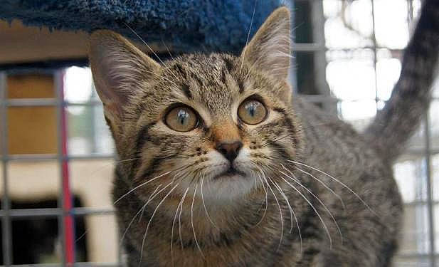 Megara participe au concours pour gagner de l'argent avec cette photo : aegean_cat, american_shorthair, asian, australian_mist, california_spangled, carnivore, cat, domestic_short_haired_cat, dragon_li, european_shorthair, felidae, mammal, ocicat, pixie_bob, small_to_medium_sized_cats, snout, tabby_cat, vertebrate, whiskers, wild_cat