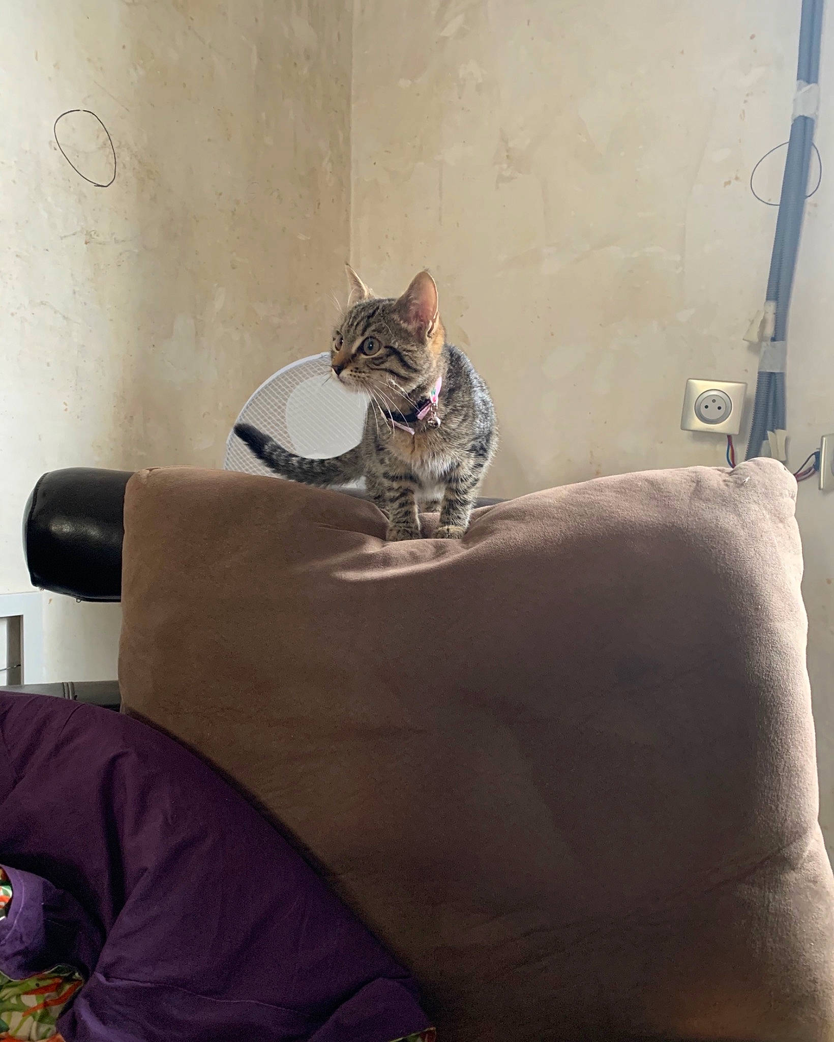 Megara a rejoint le concours — aidez-le/la à gagner de superbes lots ! asian, carnivore, cat, chausie, comfort, domestic_short_haired_cat, dragon_li, egyptian_mau, european_shorthair, felidae, kitten, ocicat, small_to_medium_sized_cats, whiskers