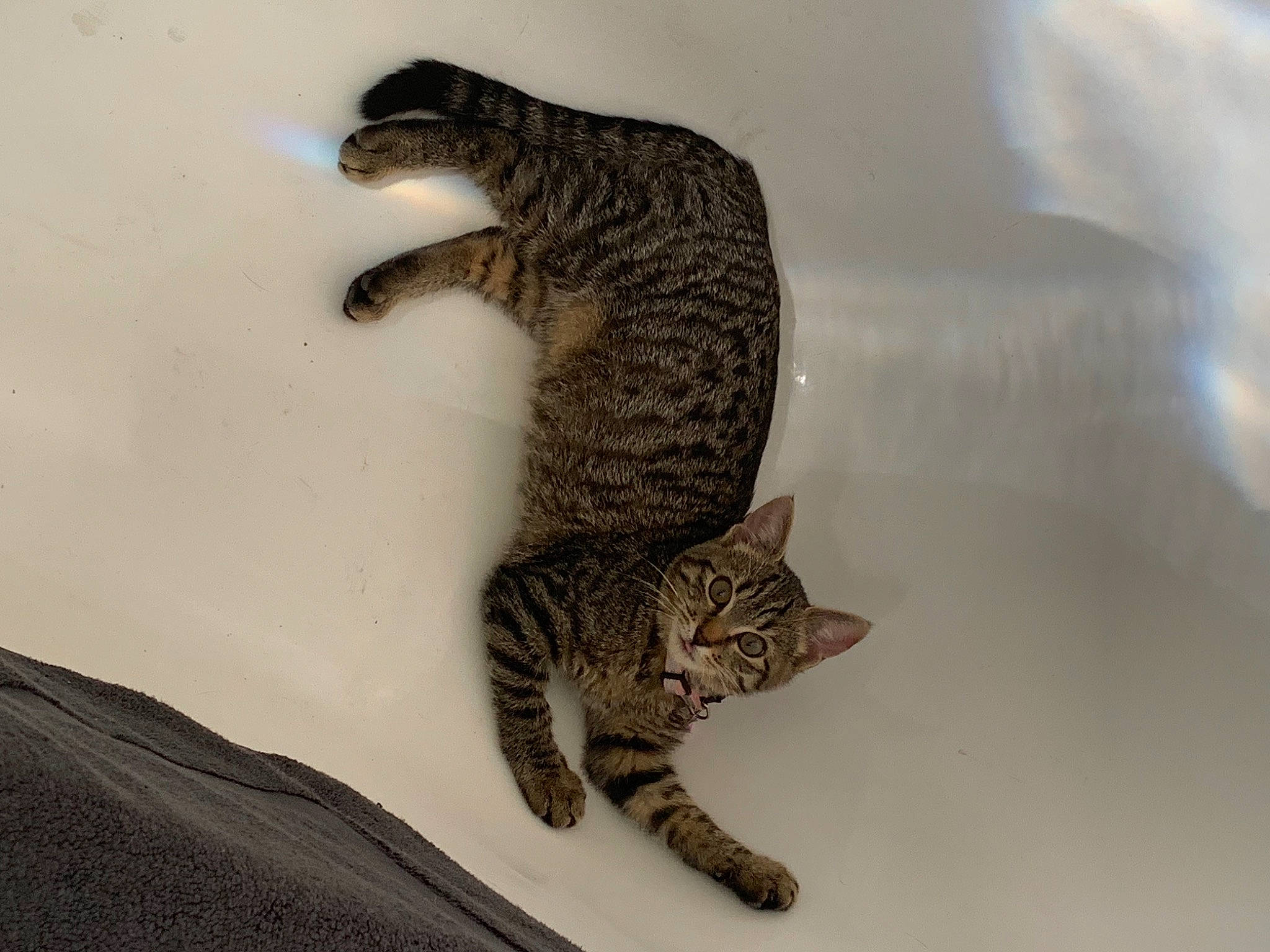 Megara a rejoint le concours — aidez-le/la à gagner de superbes lots ! asian, bengal, california_spangled, carnivore, cat, claw, domestic_short_haired_cat, dragon_li, egyptian_mau, european_shorthair, felidae, mammal, ocicat, savannah, small_to_medium_sized_cats, snout, tabby_cat, tail, whiskers, wild_cat