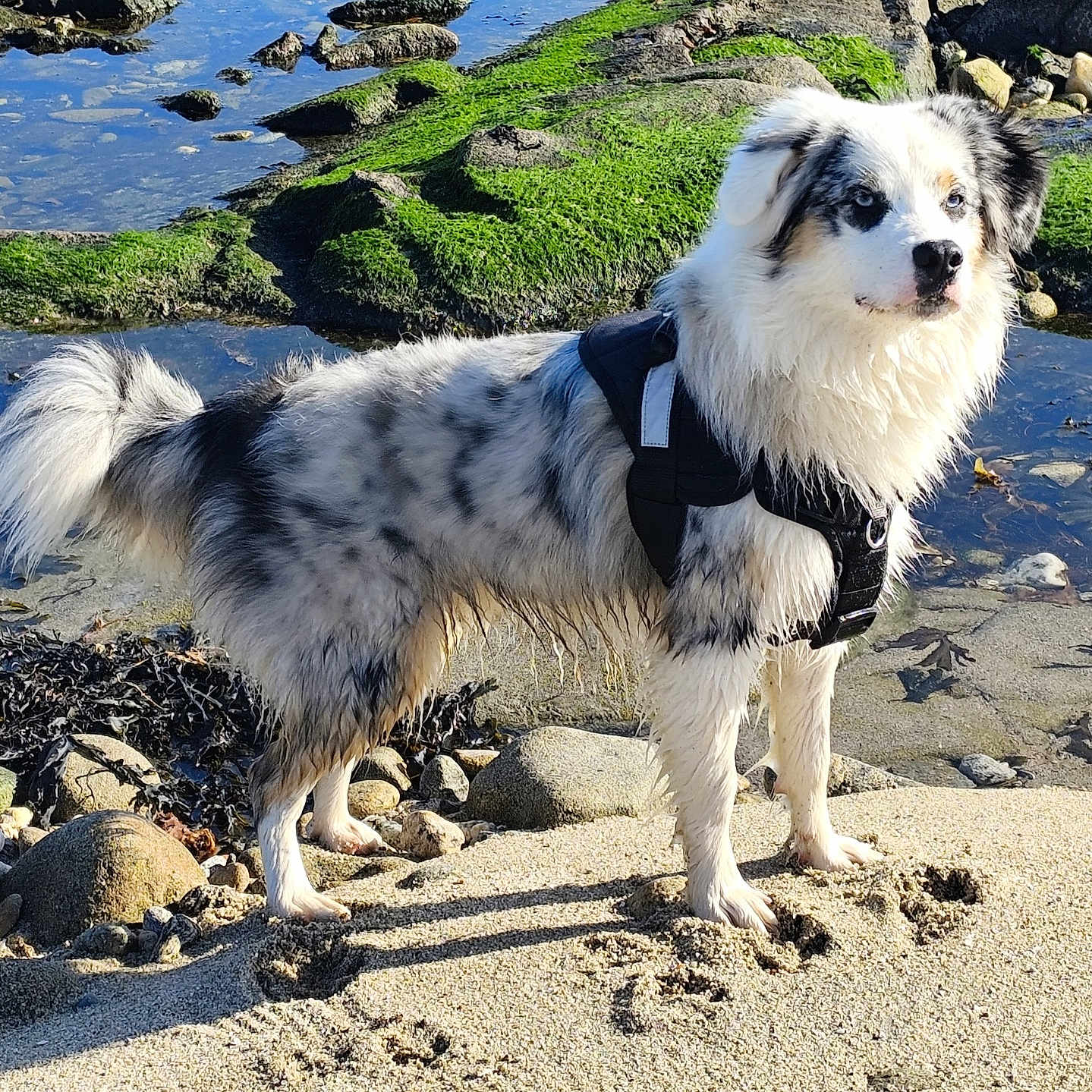 Volt participe au concours pour gagner de l'argent avec cette photo : animal, beach, canine, daytime, dog, fur, harness, landscape, moss, nature, outdoor, pawprints, pet, rocks, sand, shoreline, standing, sunlight, water, wet