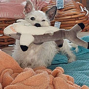 Happy a rejoint le concours — aidez-le/la à gagner de superbes lots ! dog, plush_toy, shark_toy, blanket, wicker_furniture, remote_control, indoor, pet, cute, fur, ears, snout, toy, resting, cozy, fabric, home, animal, playful, small_dog