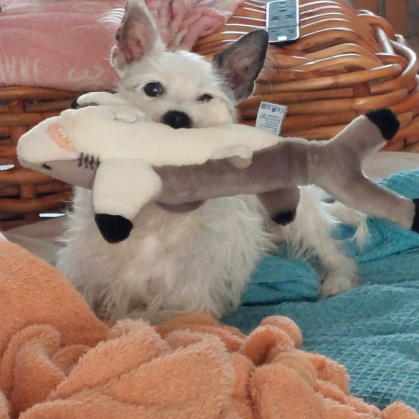 Happy a rejoint le concours — aidez-le/la à gagner de superbes lots ! dog, plush_toy, shark_toy, blanket, wicker_furniture, remote_control, indoor, pet, cute, fur, ears, snout, toy, resting, cozy, fabric, home, animal, playful, small_dog