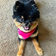 Siara is registered to the contest to win money with this photo: dog, pomeranian, pet, animal, cute, fluffy, tongue_out, bandana, pink_bandana, carpet, indoor, small_dog, happy, fur, sitting, front_paws, looking_up, companion, adorable, friendly