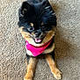 dog, pomeranian, pet, animal, cute, fluffy, tongue_out, bandana, pink_bandana, carpet, indoor, small_dog, happy, fur, sitting, front_paws, looking_up, companion, adorable, friendly