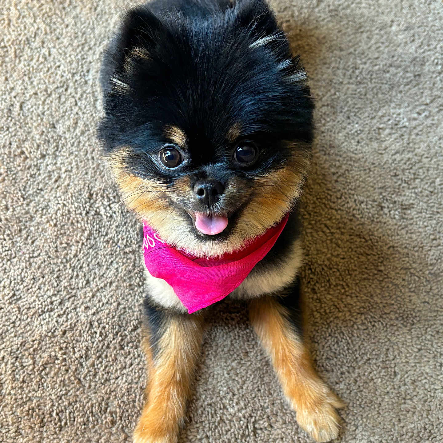 Siara is registered to the contest to win money with this photo: adorable, animal, bandana, carpet, companion, cute, dog, fluffy, friendly, front_paws, fur, happy, indoor, looking_up, pet, pink_bandana, pomeranian, sitting, small_dog, tongue_out