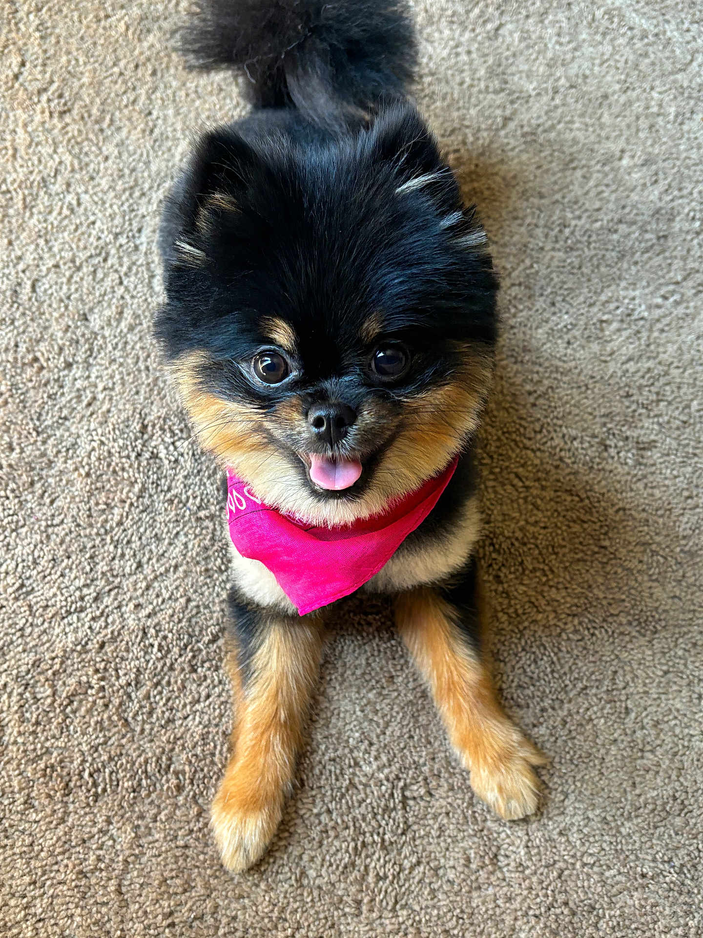 Siara is registered to the contest to win money with this photo: dog, pomeranian, pet, animal, cute, fluffy, tongue_out, bandana, pink_bandana, carpet, indoor, small_dog, happy, fur, sitting, front_paws, looking_up, companion, adorable, friendly