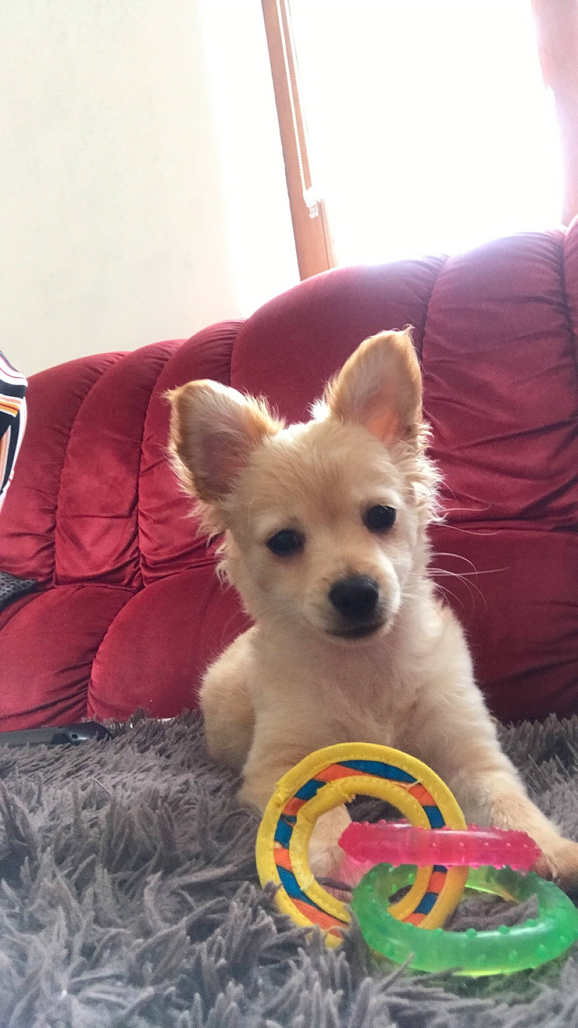 Philou participe au concours pour gagner de l'argent avec cette photo : canidae, carnivore, chihuahua, companion_dog, dog, dog_breed, fawn, kintamani, mammal, non_sporting_group, pomeranian, puppy, vertebrate