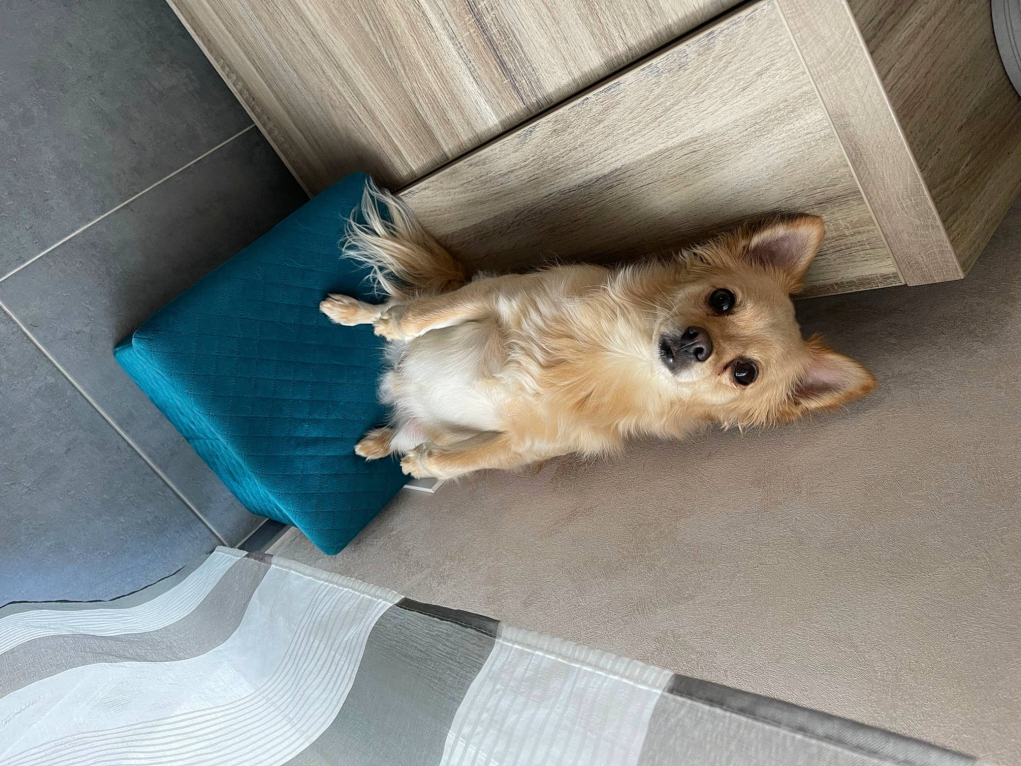 Philou a rejoint le concours — aidez-le/la à gagner de superbes lots ! canidae, carnivore, chihuahua, comfort, companion_dog, dog, dog_breed, dog_supply, fawn, flooring, fur, german_spitz, paw, pet_supply, pomeranian, sporting_group, tail, toy_dog, whiskers, working_animal