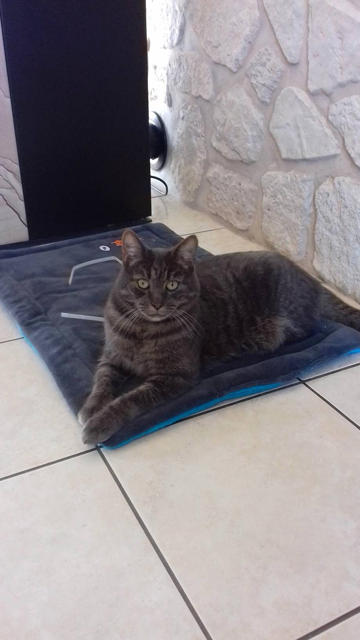 Hiba a rejoint le concours — aidez-le/la à gagner de superbes lots ! american_shorthair, asian, british_shorthair, carnivore, cat, domestic_short_haired_cat, dragon_li, egyptian_mau, european_shorthair, fawn, felidae, floor, flooring, fur, kitten, mammal, small_to_medium_sized_cats, tabby_cat, tile, whiskers