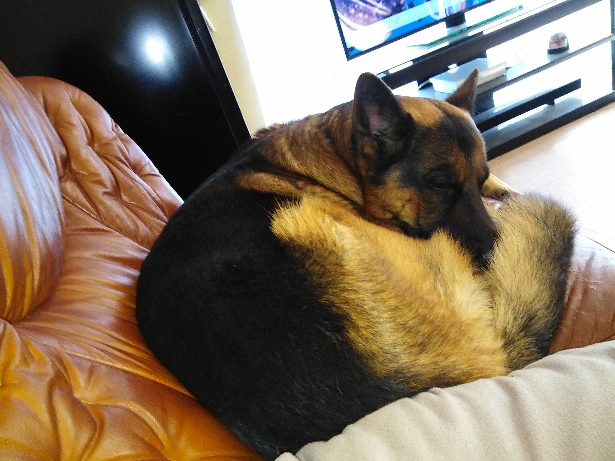 Ilko participe au concours pour gagner de l'argent avec cette photo : bed, canidae, carnivore, cat, comfort, companion_dog, dog, dog_breed, ear, fawn, felidae, fur, furniture, german_shepherd_dog, mammal, nap, paw, sleep, snout, whiskers