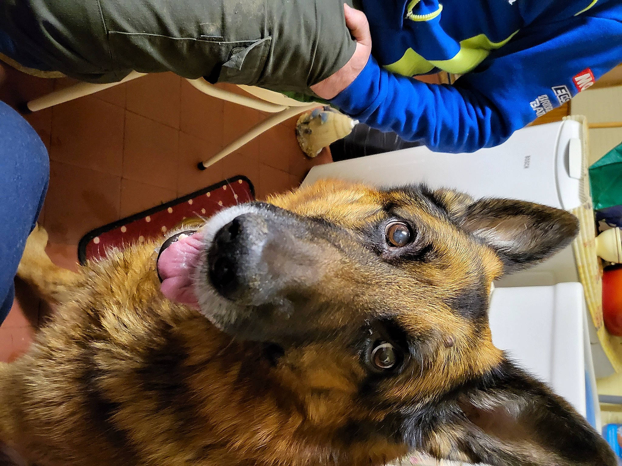 Ilko participe au concours pour gagner de l'argent avec cette photo : canidae, carnivore, companion_dog, dog, dog_breed, ear, east_european_shepherd, fawn, fur, german_shepherd_dog, herding_dog, jaw, king_shepherd, old_german_shepherd_dog, paw, snout, sporting_group, veterinarian, wildlife, working_dog