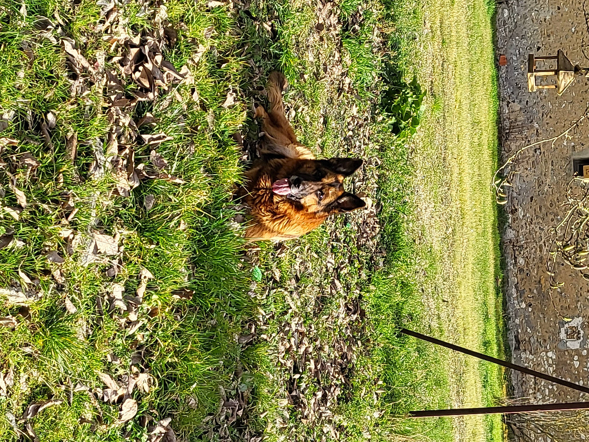 Ilko participe au concours pour gagner de l'argent avec cette photo : art, beak, canidae, carnivore, dog, dog_breed, fawn, grass, grass_family, groundcover, nature_reserve, people_in_nature, plant, sporting_group, tail, terrestrial_animal, tree, trunk, wildlife, wood
