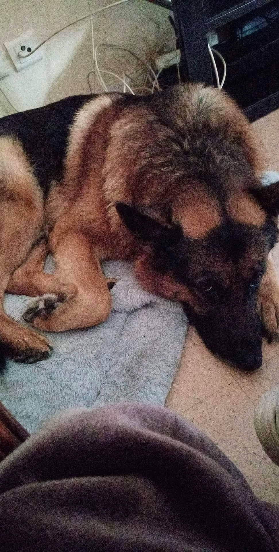 Ilko participe au concours pour gagner de l'argent avec cette photo : belgian_shepherd_malinois, canidae, carnivore, dog, dog_breed, ear, fawn, german_shepherd_dog, king_shepherd, mammal, norwegian_elkhound, old_german_shepherd_dog, puppy, snout, vertebrate, wolfdog