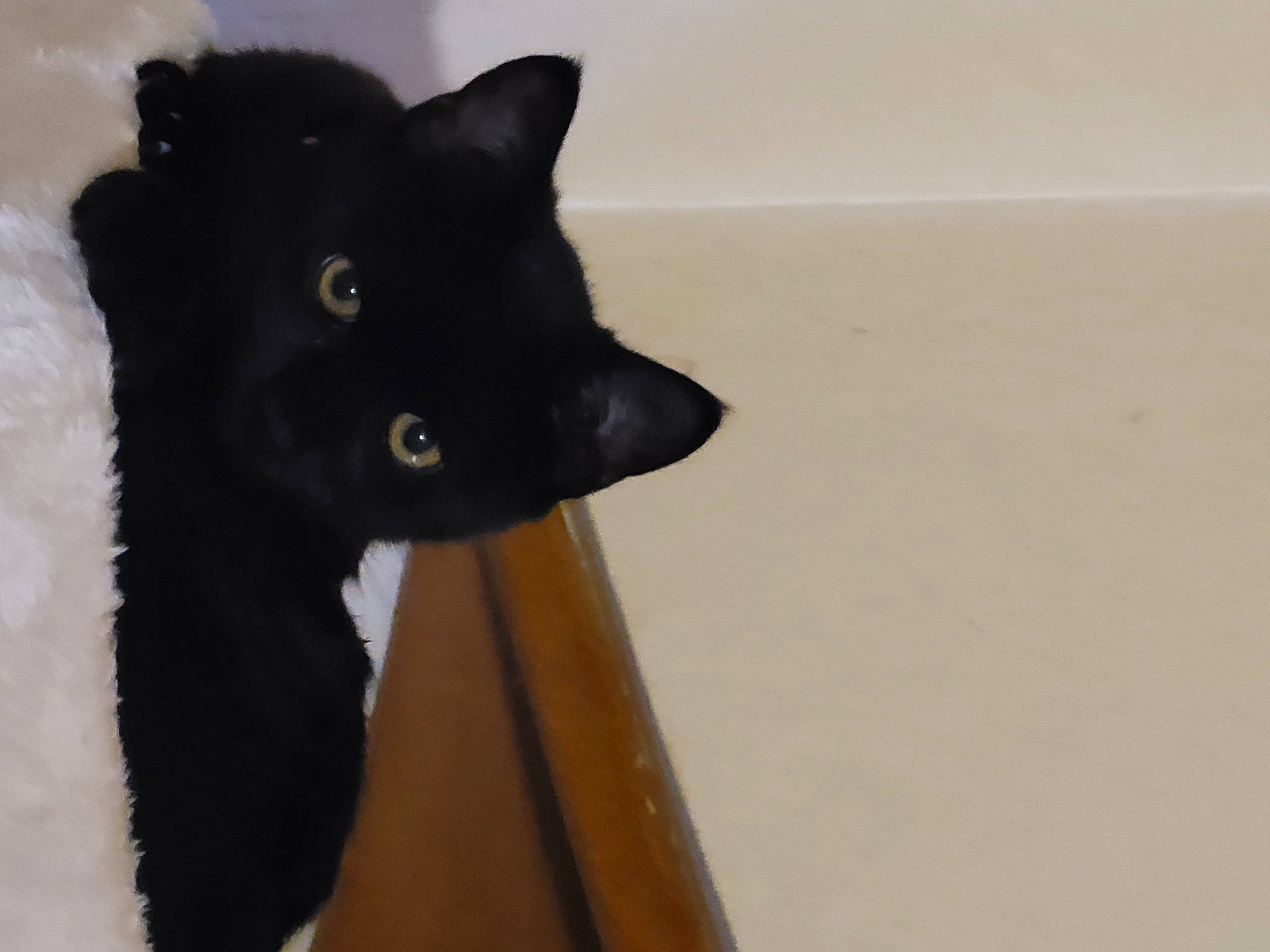 Mitraillette a rejoint le concours — aidez-le/la à gagner de superbes lots ! black, black_cat, bombay, carnivore, cat, felidae, fur, small_to_medium_sized_cats, snout, tail, whiskers