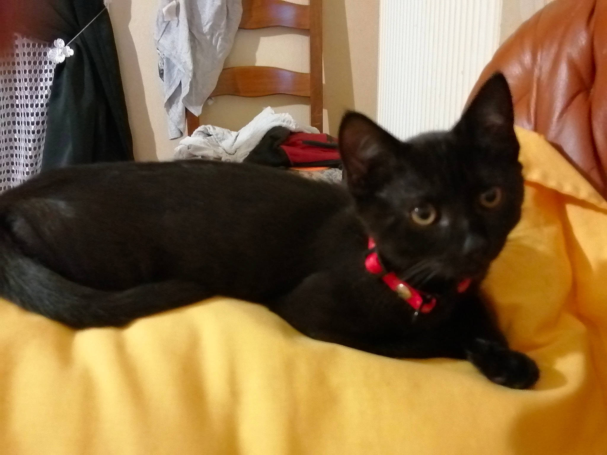 Mitraillette a rejoint le concours — aidez-le/la à gagner de superbes lots ! asian, black, black_cat, bombay, burmese, canidae, carnivore, cat, dog_breed, domestic_short_haired_cat, ear, fawn, felidae, kitten, mammal, small_to_medium_sized_cats, vertebrate, whiskers