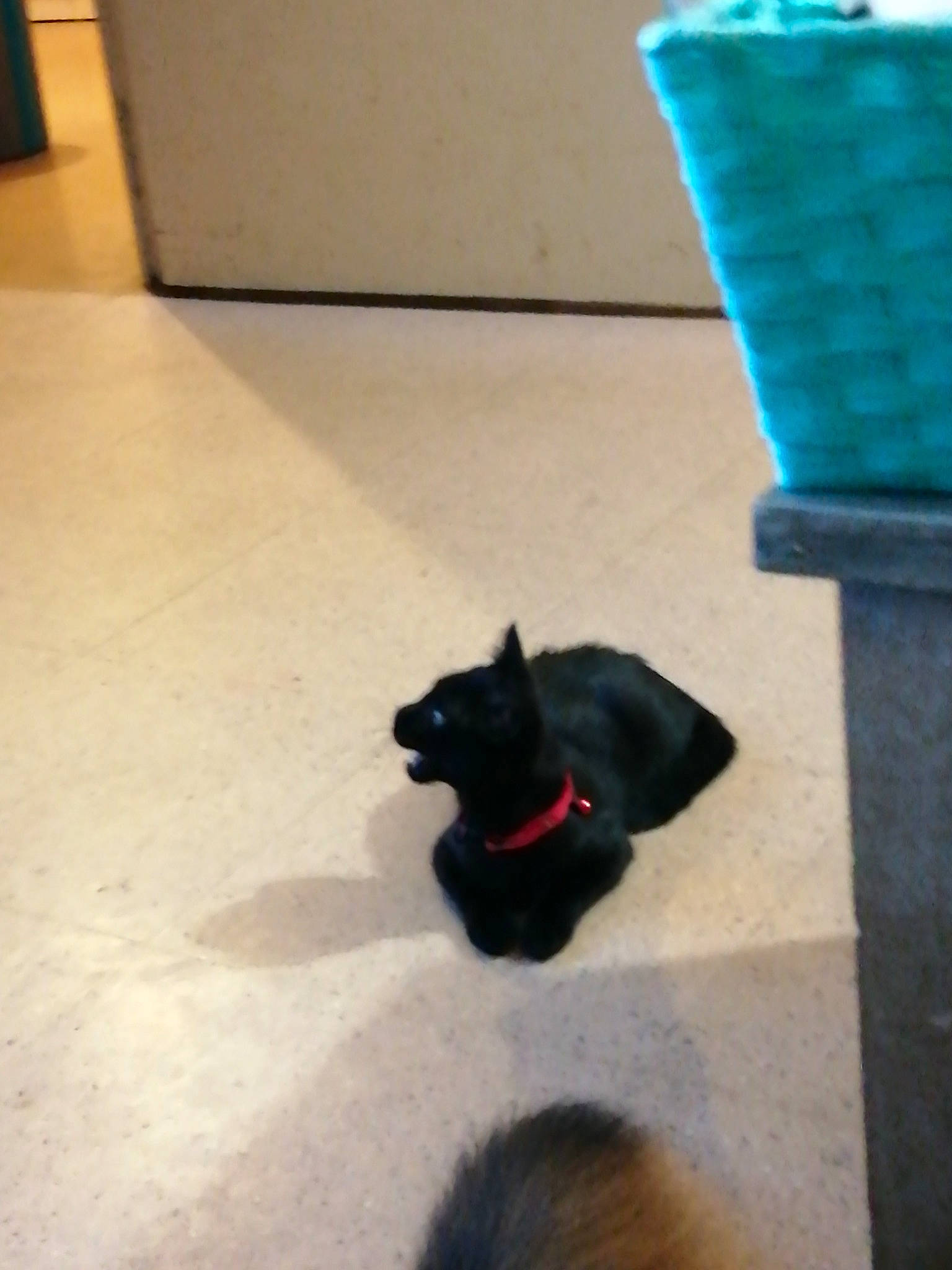 Mitraillette a rejoint le concours — aidez-le/la à gagner de superbes lots ! black_cat, canidae, carnivore, dog, dog_breed, fawn, non_sporting_group, puppy, schipperke, scottish_terrier, sporting_group, tail