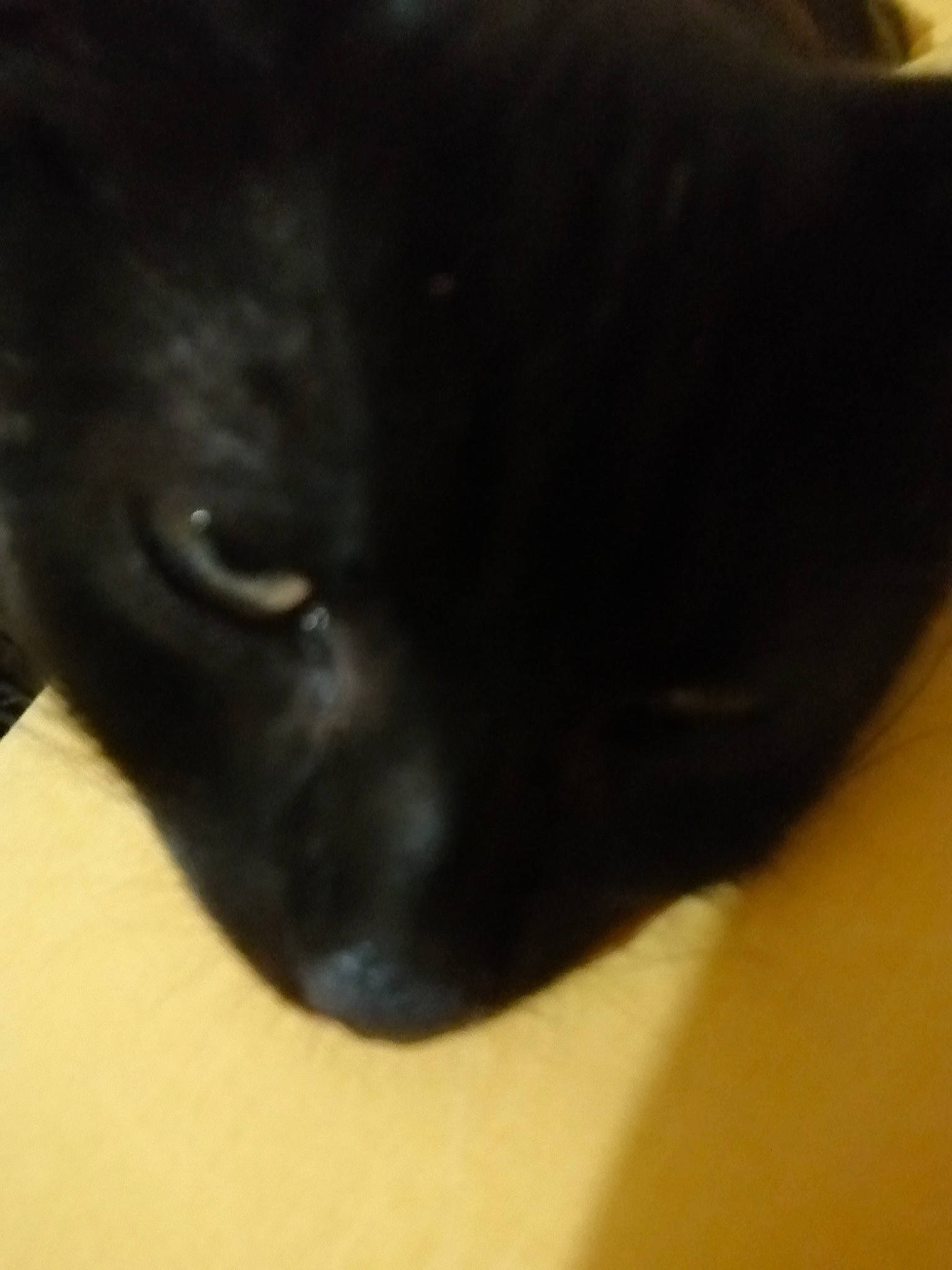 Mitraillette a rejoint le concours — aidez-le/la à gagner de superbes lots ! black, black_cat, bombay, burmese, carnivore, cat, close_up, dog_breed, domestic_short_haired_cat, ear, eye, felidae, fur, mammal, nose, small_to_medium_sized_cats, snout, vertebrate, whiskers