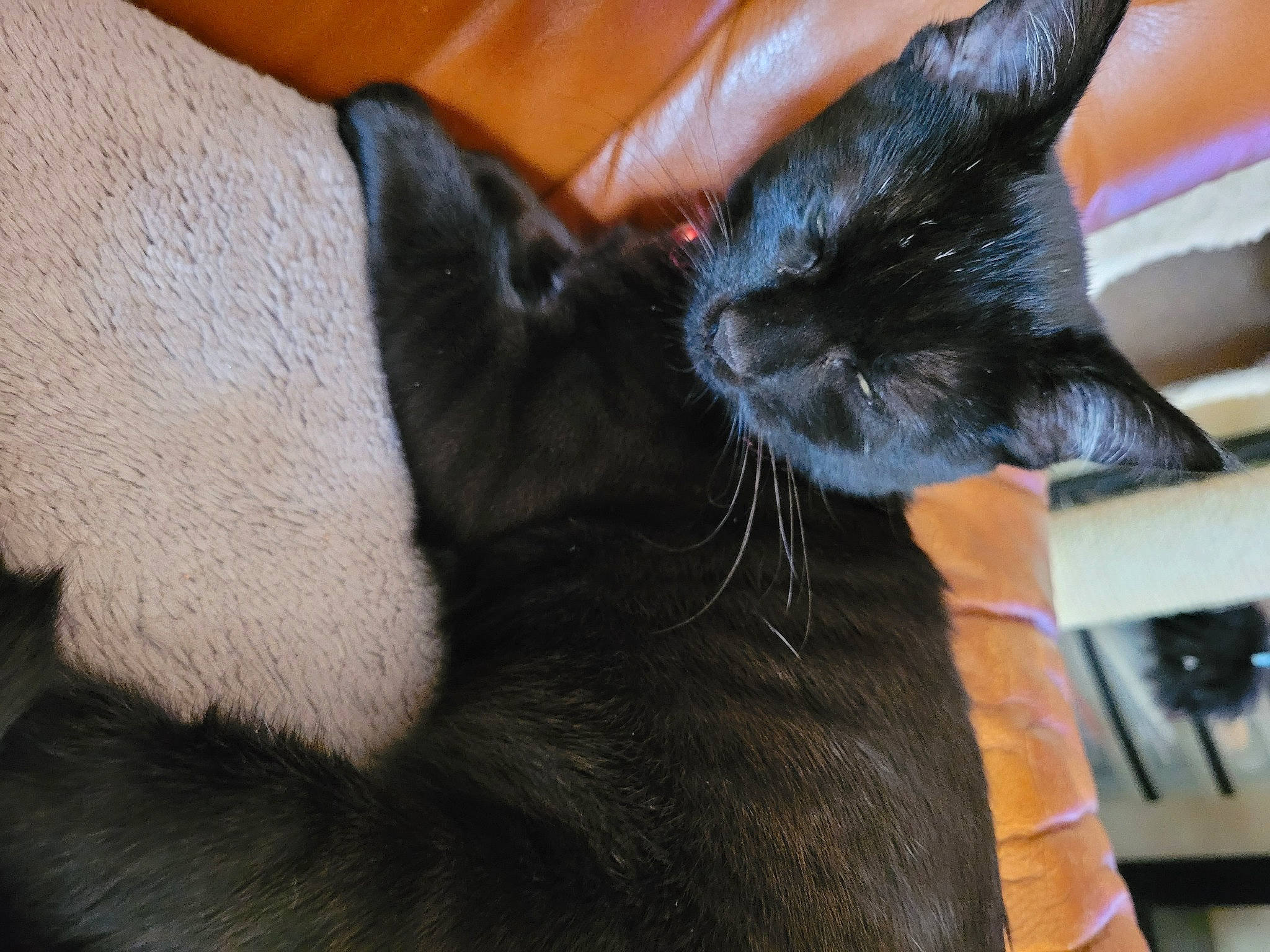 Mitraillette participe au concours pour gagner de l'argent avec cette photo : asian, black_cat, bombay, carnivore, cat, claw, domestic_short_haired_cat, ear, felidae, fur, havana_brown, korat, paw, small_to_medium_sized_cats, snout, tail, whiskers