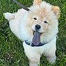 puppy, dog, fluffy, cream_colored, grass, outdoor, leash, harness, tongue, panting, sitting, cute, pet, animal, portrait, close_up, greenery, lawn, adorable, playful