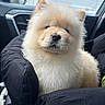 Mash is registered to the contest to win money with this photo: puppy, dog, fluffy, cream_colored, chow_chow, pet, animal, sitting, car, vehicle, car_interior, raindrops, window, black_seat, portrait, close_up, fur, nose, ears, cute