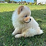 puppy, dog, fluffy, cream_colored, outdoor, grass, park, sitting, lying_down, portrait, fur, cute, pet, animal, sunny, blue_sky, fence, utility_poles, trailer, lawn