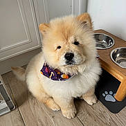 Mash joined the competition — help win amazing prizes! dog, puppy, fluffy, cream_colored, chow_chow, pet, bandana, portrait, sitting, indoors, kitchen, food_bowls, water_bowls, wooden_floor, pet_mat, paw_print, adorable, fur, black_nose, animal_photography