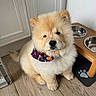 dog, puppy, fluffy, cream_colored, chow_chow, pet, bandana, portrait, sitting, indoors, kitchen, food_bowls, water_bowls, wooden_floor, pet_mat, paw_print, adorable, fur, black_nose, animal_photography