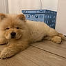 Mash is registered to the contest to win money with this photo: puppy, dog, fluffy, golden, chow_chow, lying_down, sleepy, cute, fur, paws, indoors, floor, wooden_floor, laundry_basket, blue, home, portrait, pet, animal, adorable
