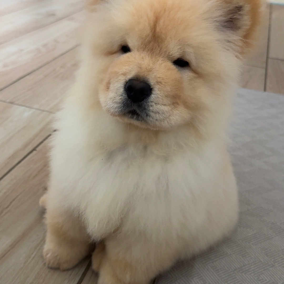 Mash is registered to the contest to win money with this photo: puppy, dog, chow_chow, fluffy, cream_colored, fur, sitting, portrait, pet, animal, face, eyes, nose, paws, indoor, kitchen, floor, tile, rug, cute
