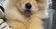 Mash is registered to the contest to win money with this photo: puppy, dog, chow_chow, fluffy, golden, fur, tongue, sleepy, cute, portrait, close_up, sitting, paws, pet, indoor, couch, gray_fabric, adorable, animal, photography
