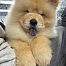 puppy, dog, chow_chow, fluffy, golden, fur, tongue, sleepy, cute, portrait, close_up, sitting, paws, pet, indoor, couch, gray_fabric, adorable, animal, photography