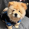 puppy, dog, chow_chow, fluffy, cream_colored, blue_clothing, black_clothing, sitting, portrait, close_up, indoors, couch, blanket, pet, canine, adorable, serious_expression, fur, paws, photography
