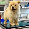 dog, puppy, fluffy, cream_colored, tongue_out, standing, grooming_table, indoor, pet, animal, portrait, cute, happy, small_dog, fur, black_nose, ears, veterinary_clinic, grooming_room, photography