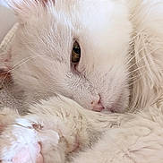 Amande participe au concours pour gagner de l'argent avec cette photo : cat, white_cat, fluffy, sleeping, close_up, pet, feline, fur, whiskers, eye, pink_nose, pink_paw, curled_up, cozy, cute, relaxed, indoors, soft, portrait, animal