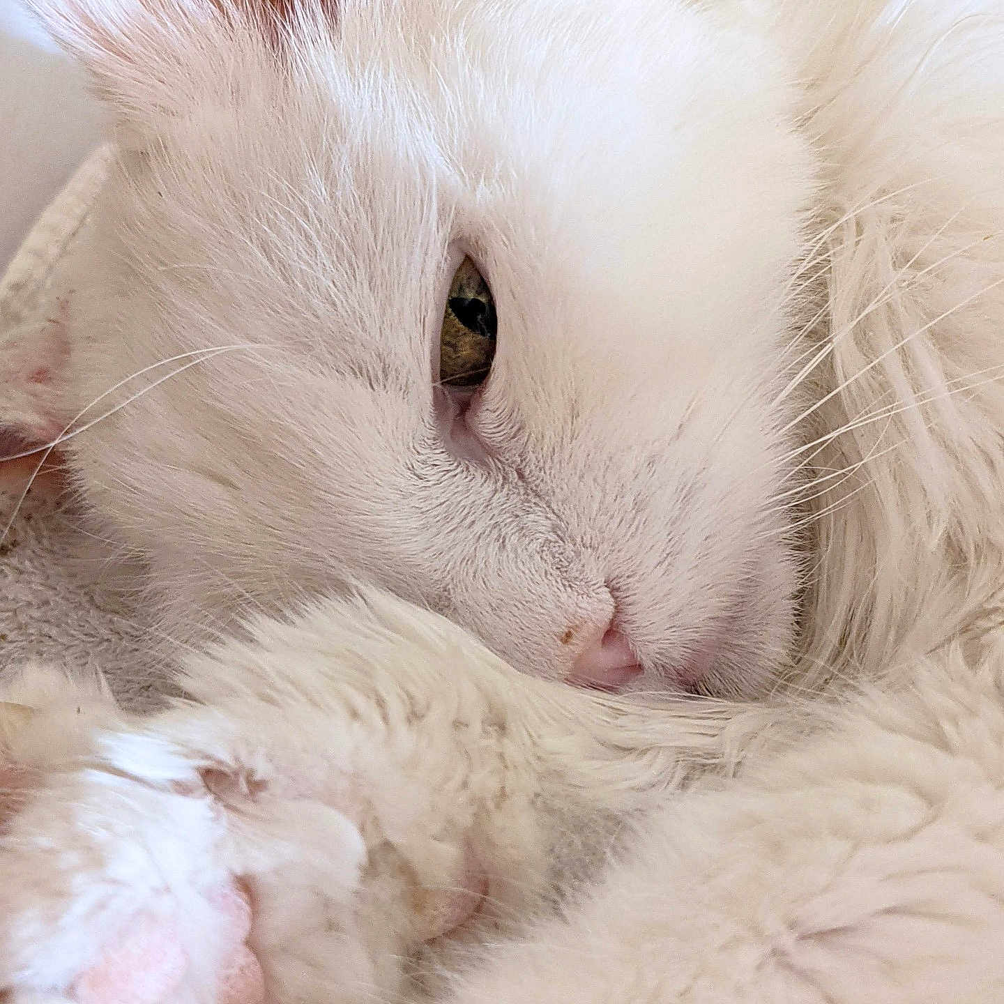 Amande participe au concours pour gagner de l'argent avec cette photo : cat, white_cat, fluffy, sleeping, close_up, pet, feline, fur, whiskers, eye, pink_nose, pink_paw, curled_up, cozy, cute, relaxed, indoors, soft, portrait, animal