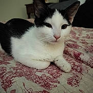 Piper is registered to the contest to win money with this photo: animal, bedspread, black_and_white, cat, close_up, companion, cute, domestic, ears, feline, fur, indoor, mammal, paw, pet, portrait, relaxed, resting, sleepy, whiskers