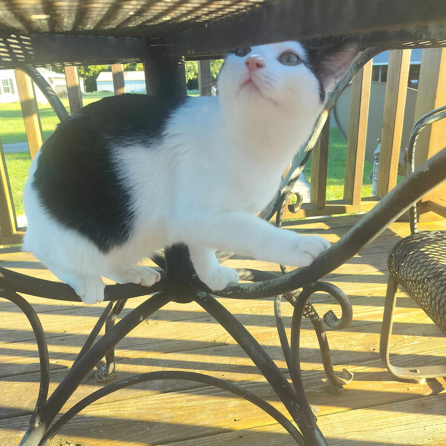 Piper is registered to the contest to win money with this photo: animal, background, black_and_white, cat, curious, daylight, deck, ears, feline, greenery, looking_up, metal_table, nature, outdoor, paws, pet, shadow, sunlight, whiskers, wooden_floor