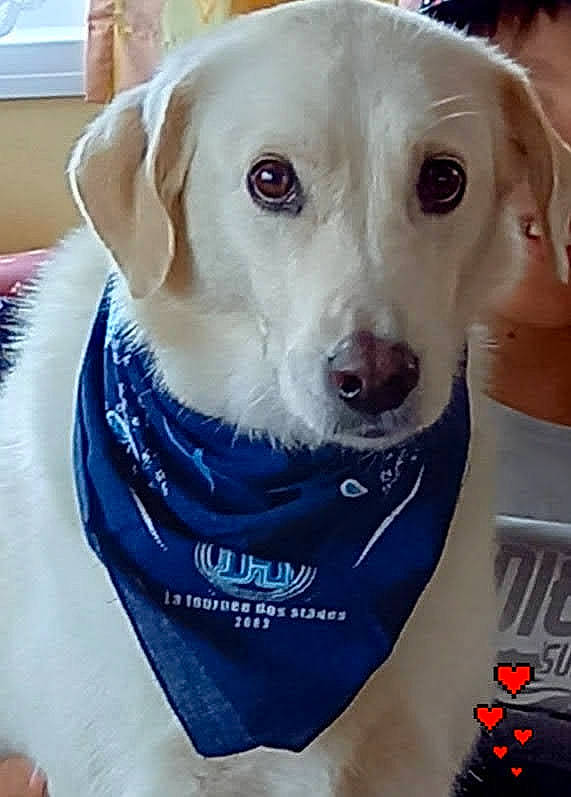 Véra a rejoint le concours — aidez-le/la à gagner de superbes lots ! carnivore, collar, companion_dog, dog, dog_breed, dog_clothes, dog_collar, dog_supply, electric_blue, fawn, leash, pet_supply, retriever, smile, snout, sporting_group, whiskers, white, window, working_animal