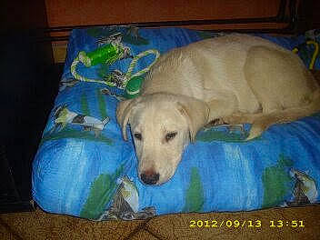 Véra a rejoint le concours — aidez-le/la à gagner de superbes lots ! canidae, carnivore, comfort, companion_dog, dog, dog_breed, dog_supply, fawn, grass, labrador_retriever, nap, non_sporting_group, paw, pet_supply, puppy, snout, sporting_group, tail, terrestrial_animal, working_animal